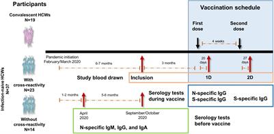 Cellular Responses to Membrane and Nucleocapsid Viral Proteins Are Also Boosted After SARS-CoV-2 Spike mRNA Vaccination in Individuals With Either Past Infection or Cross-Reactivity